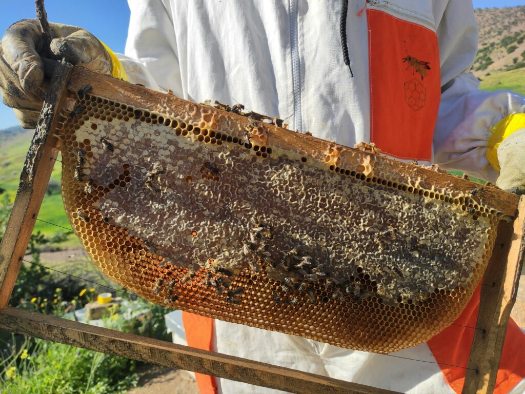 Close-up of a beekeeper inspecting a honeycomb frame outdoors in Morocco.